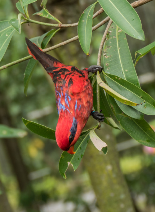 Blue-streaked Lory (Eos reticulata)