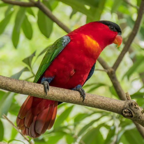 Chattering lory (Lorius garrulus)