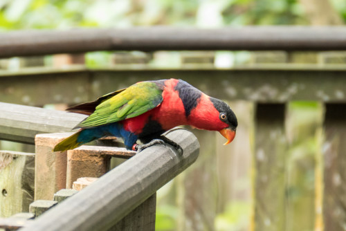 Rainbow lorikeet (Trichoglossus moluccanus)