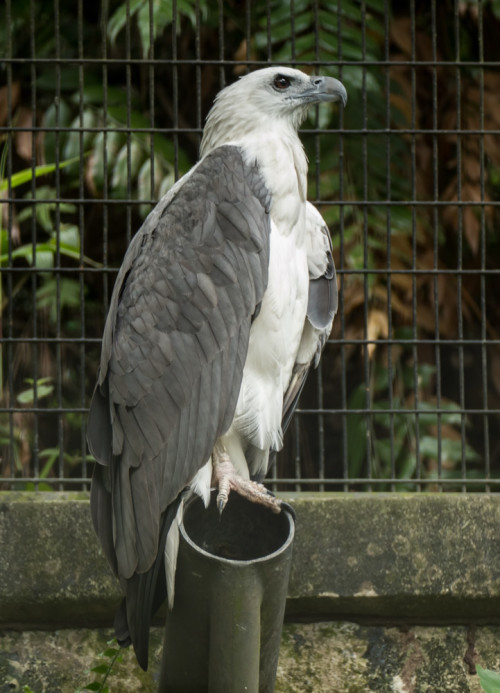 White-bellied sea eagle (Haliaeetus leucogaster)