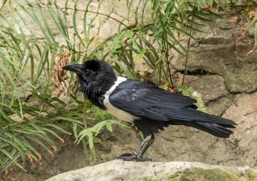 Pied crow (Corvus albus)