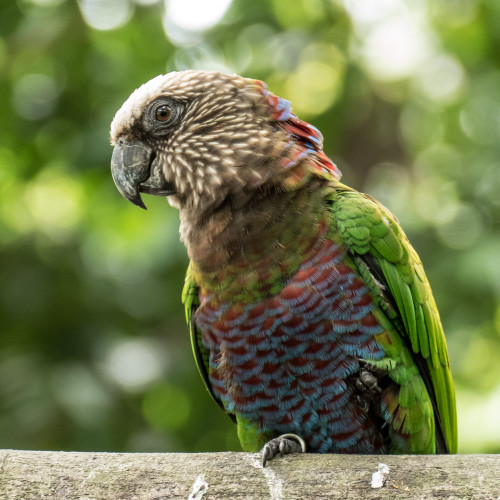 Hawk-headed Parrot (Deroptyus accipitrinus accipitrinus)