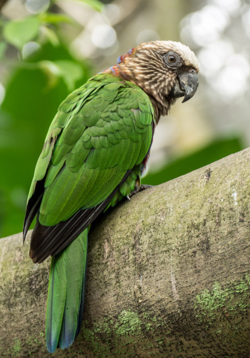 Hawk-headed Parrot (Deroptyus accipitrinus accipitrinus)