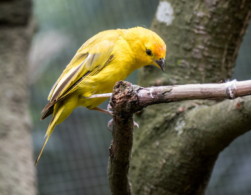 Saffron finch (Sicalis flaveola)