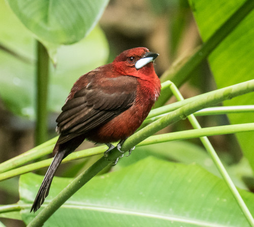 Silver-beaked tanager (Ramphocelus carbo)