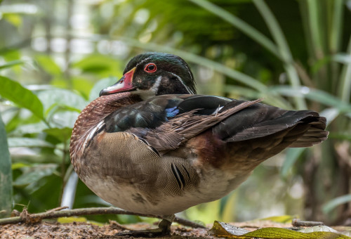 Wood duck or Carolina duck (Aix sponsa)