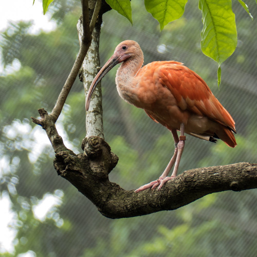 Scarlet ibis (Eudocimus ruber)