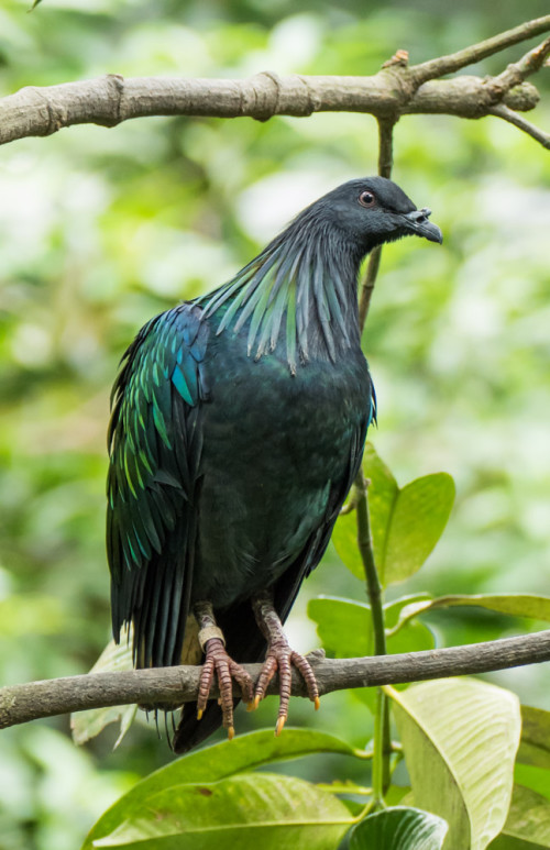 Nicobar pigeon (Caloenas nicobarica)