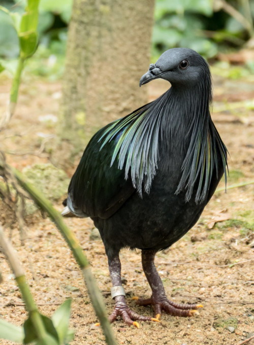 Nicobar pigeon (Caloenas nicobarica)