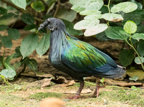 Nicobar pigeon (Caloenas nicobarica)