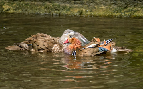 Mandarin duck (Aix galericulata)