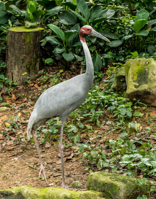 Sarus crane (Grus antigone)