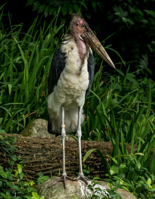 Greater adjutant (Leptoptilos dubius)