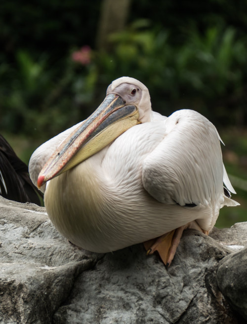 Great white pelican (Pelecanus onocrotalus)