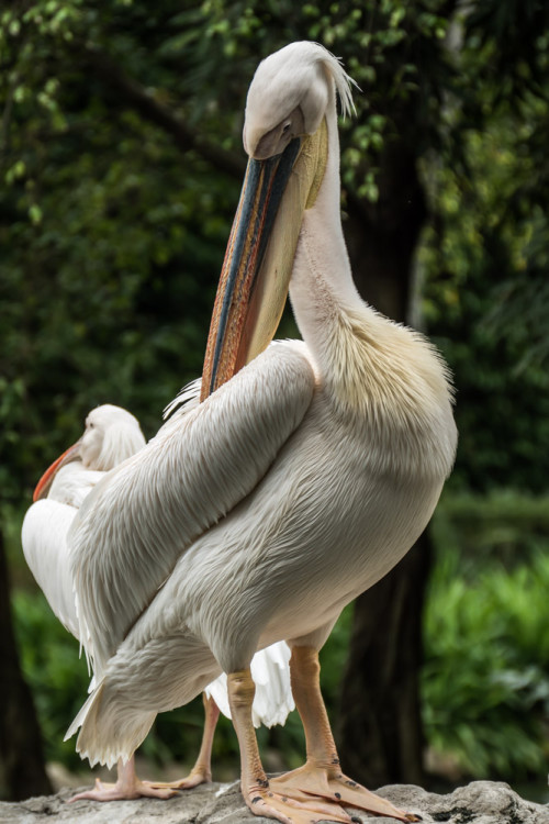 Great white pelican (Pelecanus onocrotalus)