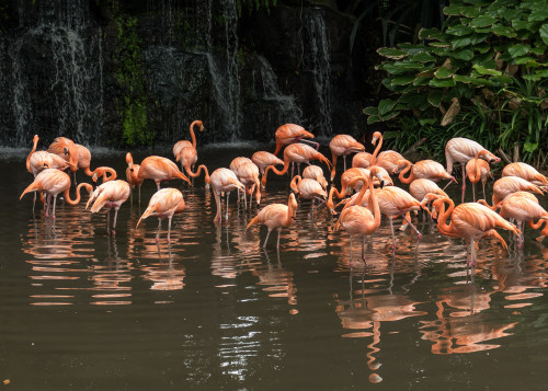 Flamingoes (Phoenicopterus ruber) at Flamingo Pool