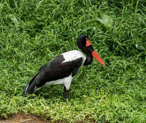 Saddle-billed stork (Ephippiorhynchus senegalensis)