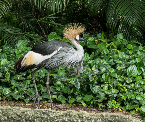 Grey crowned crane (Balearica regulorum)