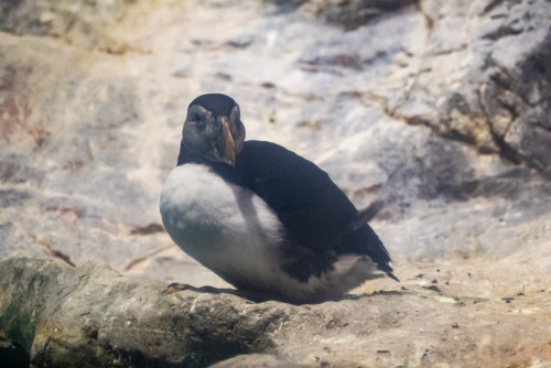 Atlantic puffin (Fratercula arctica)