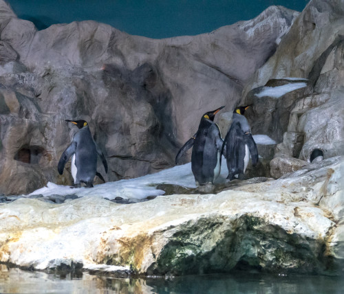 King penguin (Aptenodytes patagonicus)