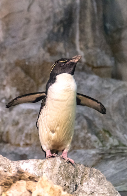 Rockhopper penguin (Eudyptes chrysocome)