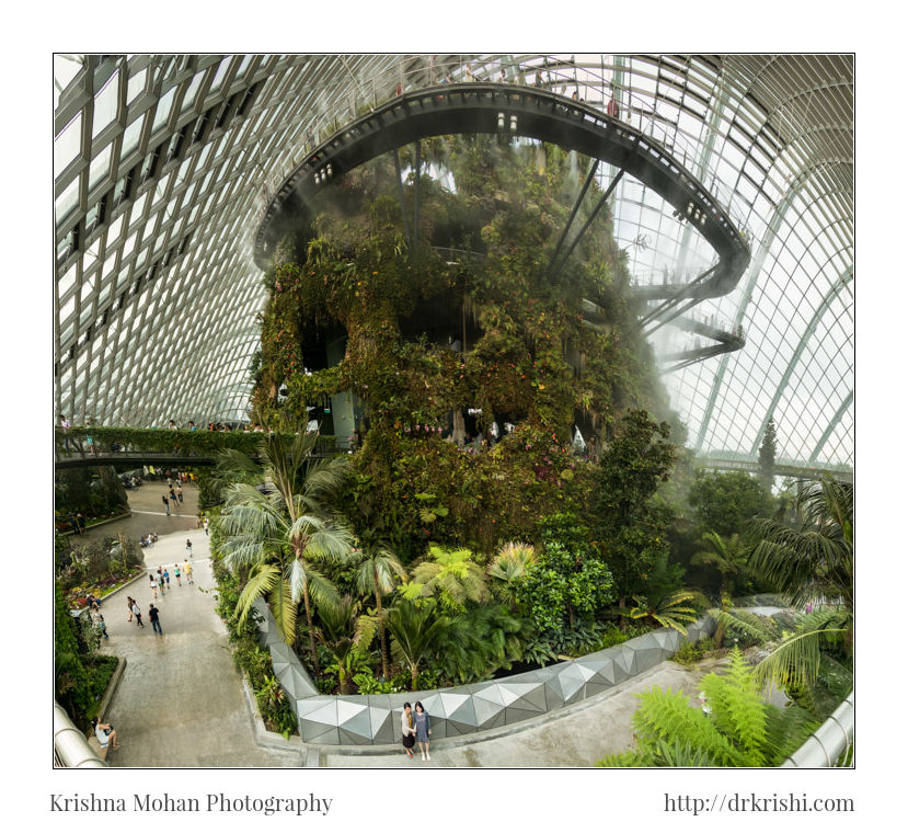 Cloud Forest Panorama