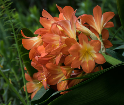 Orange Daylily