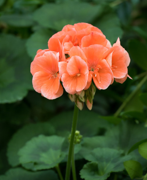 Orange Geranium