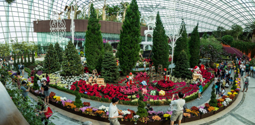 Flower Display for Xmas Panorama