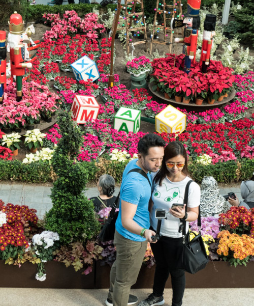 Flower Display for Xmas