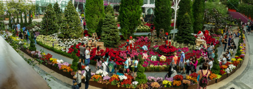 Flower Display Panorama using built in pano mode