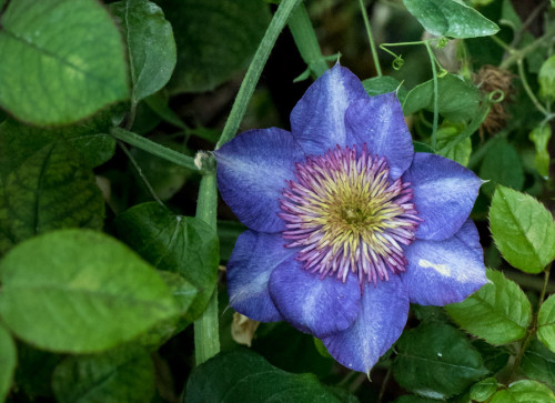 Blue Clematis