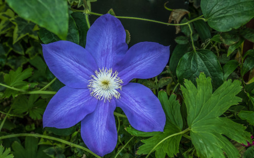 Blue Clematis