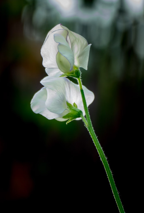 White pea flower