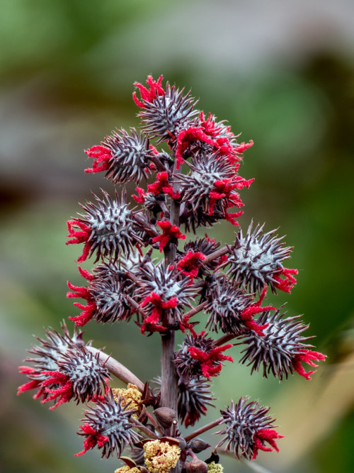 Castor Bean