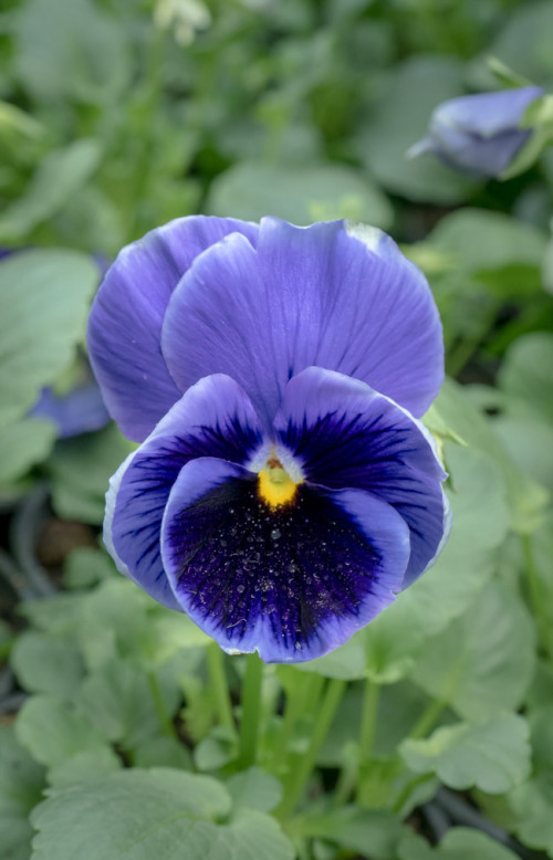 Blue Pansy