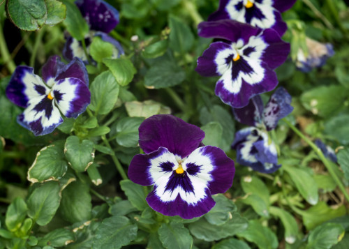 Blue White Pansy Flower