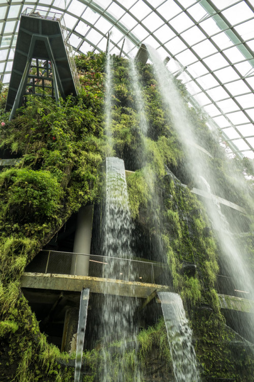 Cloud Forest Waterfall