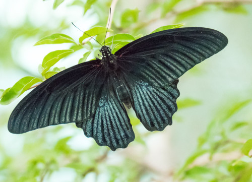 Great Mormon (Papilio memnon)