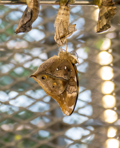 Butterfly emerging out of pupa