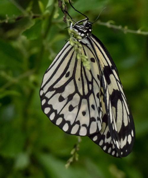 Mangroove Tree Nymph (Idea leuconoe chersonesia) emerging out of pupa