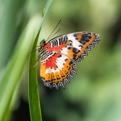 Leopard Lacewing (Cethosia cyane)