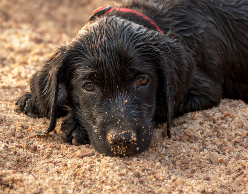 Carbon exhausted after playing in water