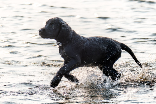 Carbon enjoying her swim