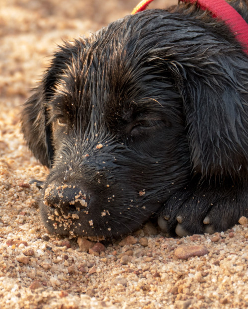 Carbon exhausted after playing in water