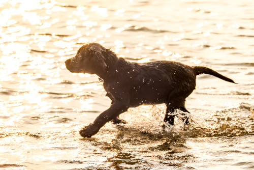 Carbon enjoying her swim