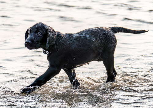 Carbon enjoying her swim