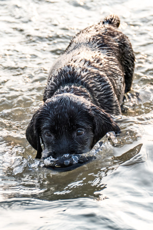 Carbon enjoying her swim