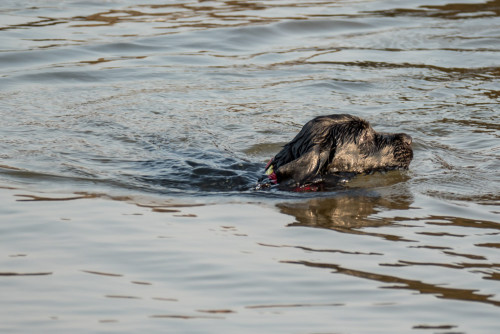 Carbon enjoying her swim