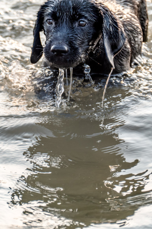 Carbon enjoying her swim